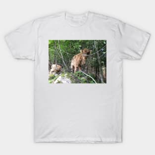 Scottish Highland Cattle Calf 1487 T-Shirt